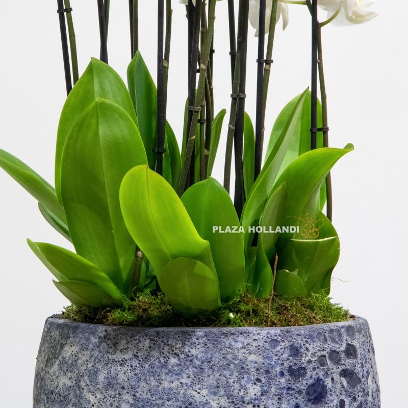 close up of plants and a blue pot