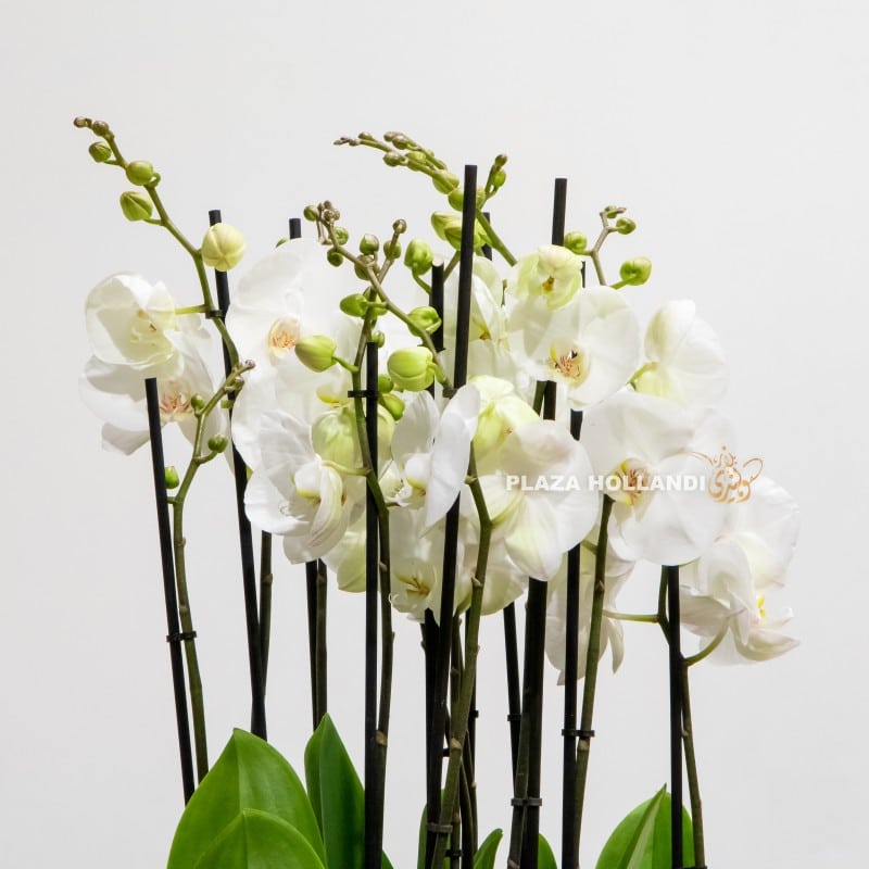 close up of white phalaenopsis plants