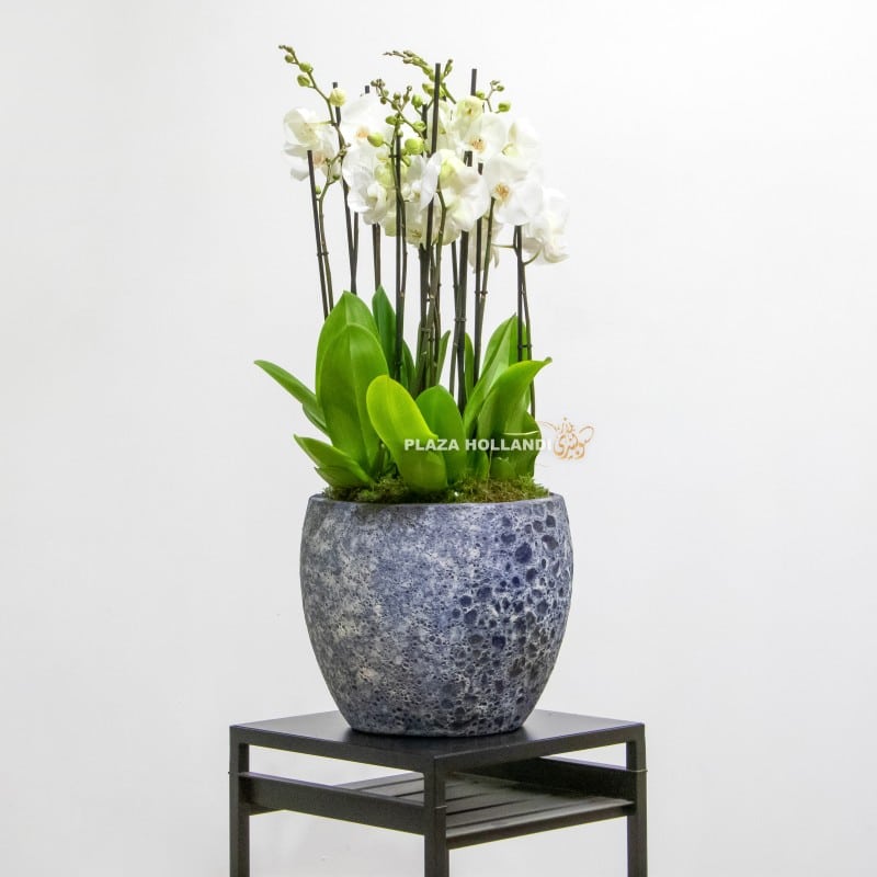 White phalaenopsis orchid plants in a blue pot