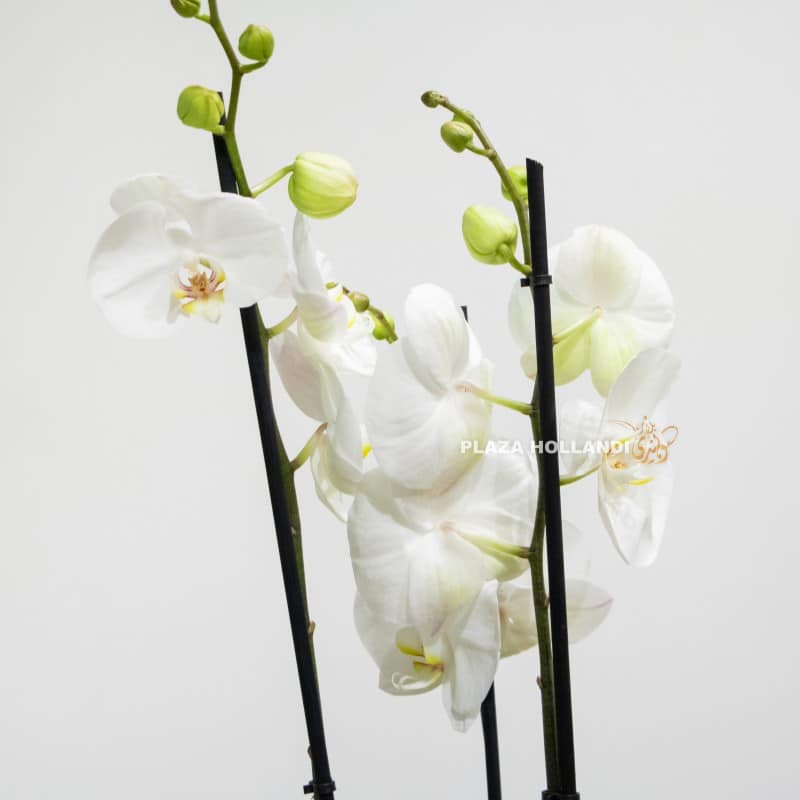 close up of white phalaenopsis orchids