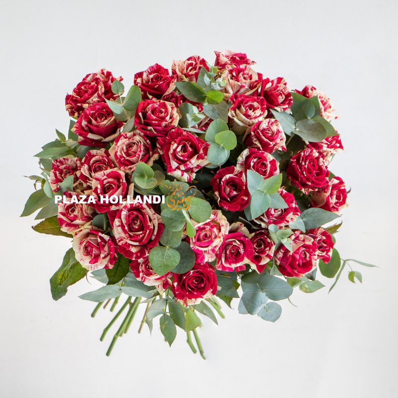 Maroon and white roses in a bouquet