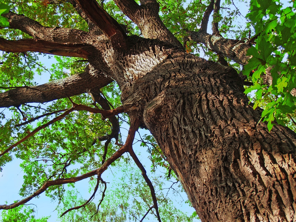 tree trunk close up