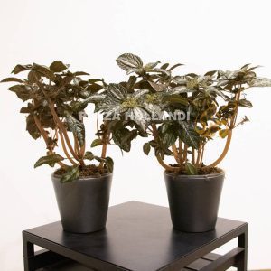 two begonia plants