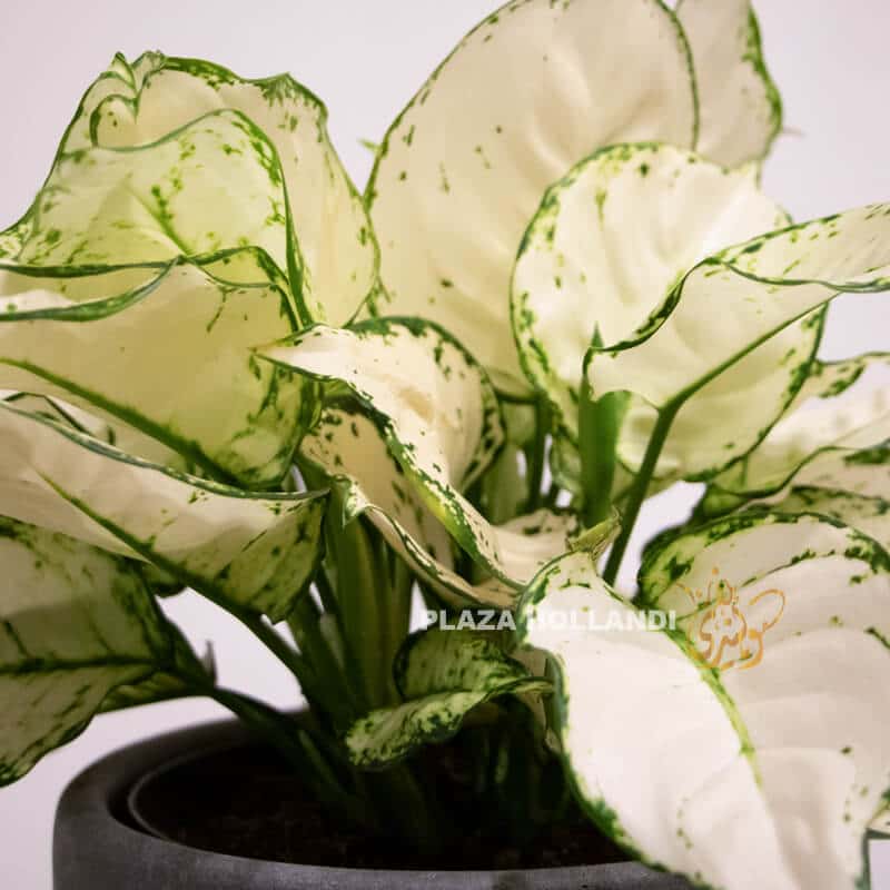 White Aglaonema plant close up