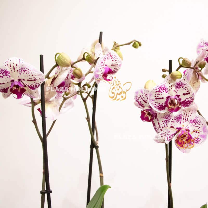 close up of purple orchid plants
