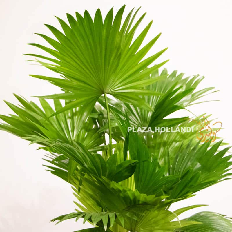 livistonia palm
