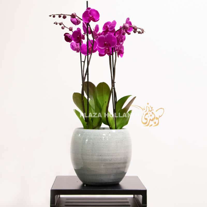 Purple Orchids in a white pot