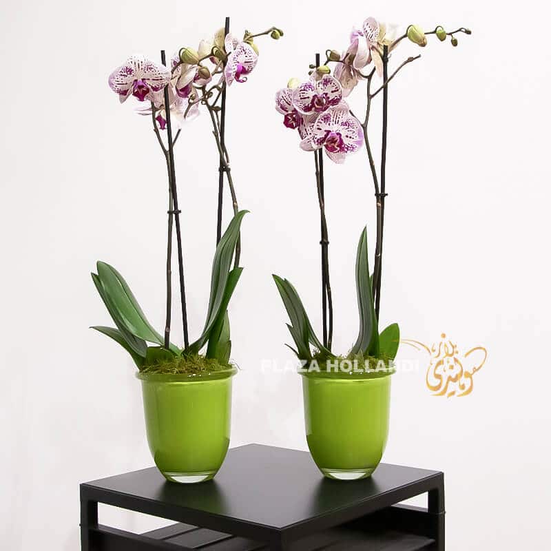 Purple Phalaenopsis orchid plants in green pots