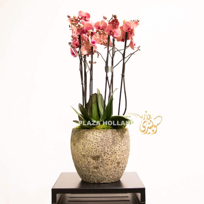 Pink Phalaenopsis orchid plants in a textured pot