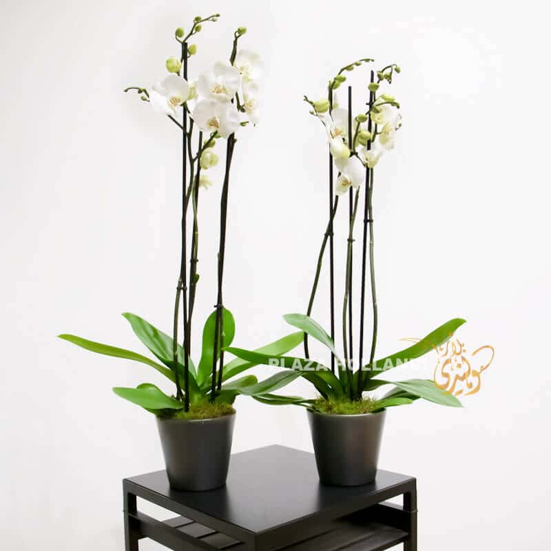 White orchid plants in black pots