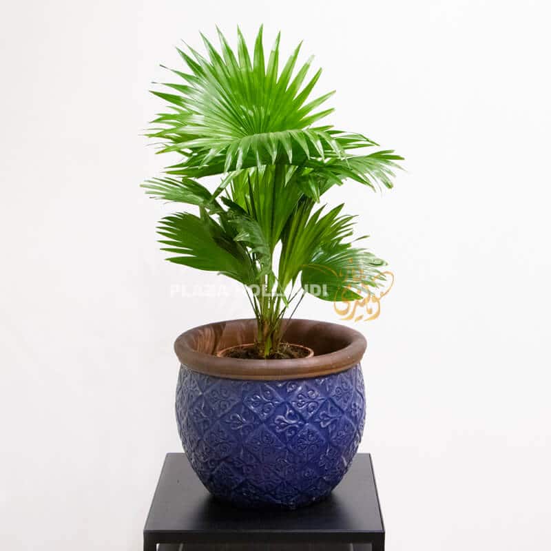Livintonia plant in a blue pot