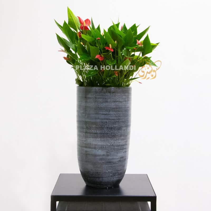 Red anthurium in a tall pot