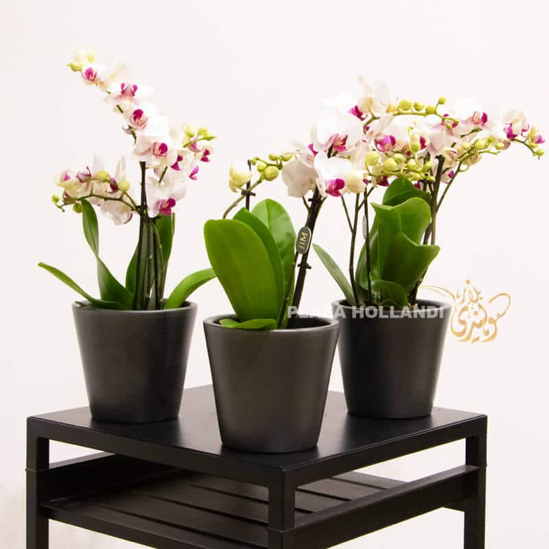 Three miniature orchid plants