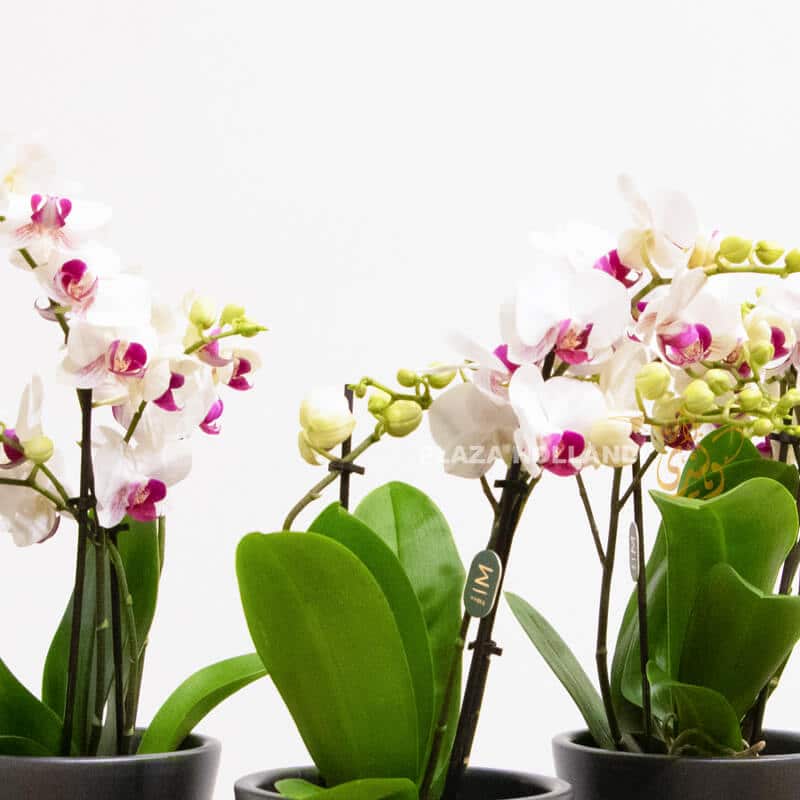 close up of orchid plants