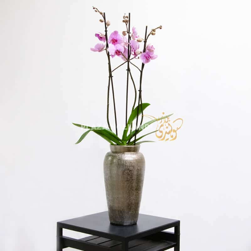 Purple Phalaenopsis orchid in a silver pot