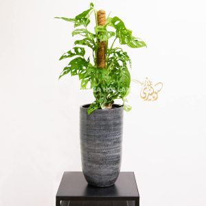 Climbing monstera plant in a pot