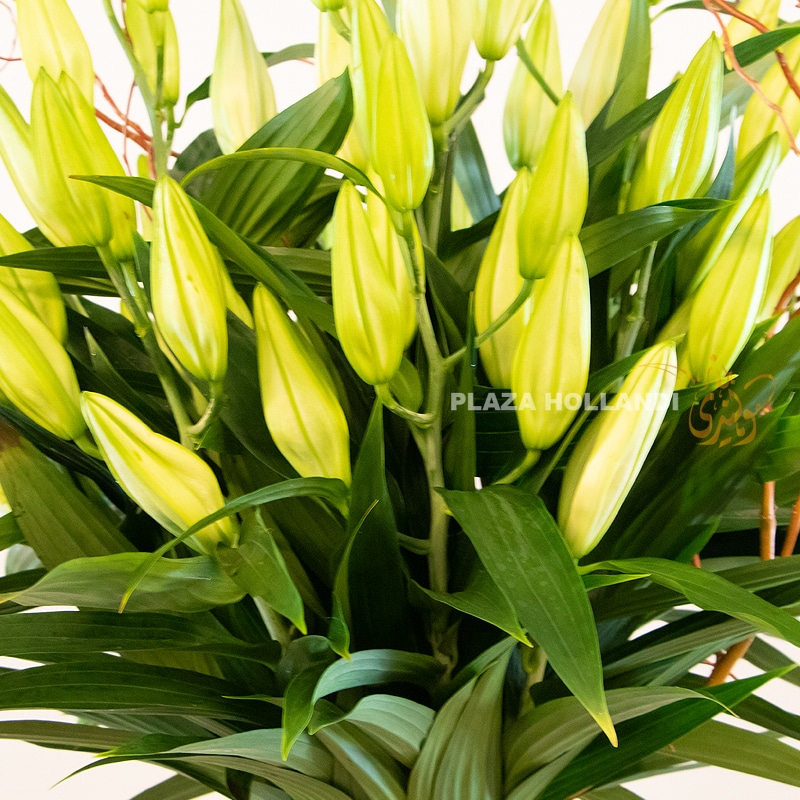 close up of lilies