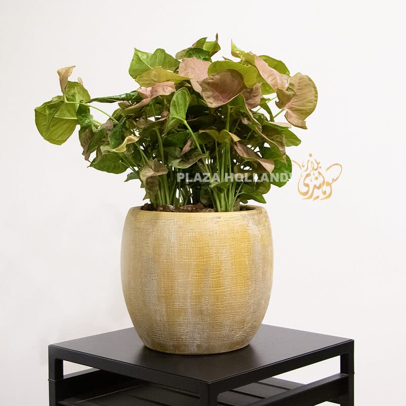 Syngonium plant in a gold pot