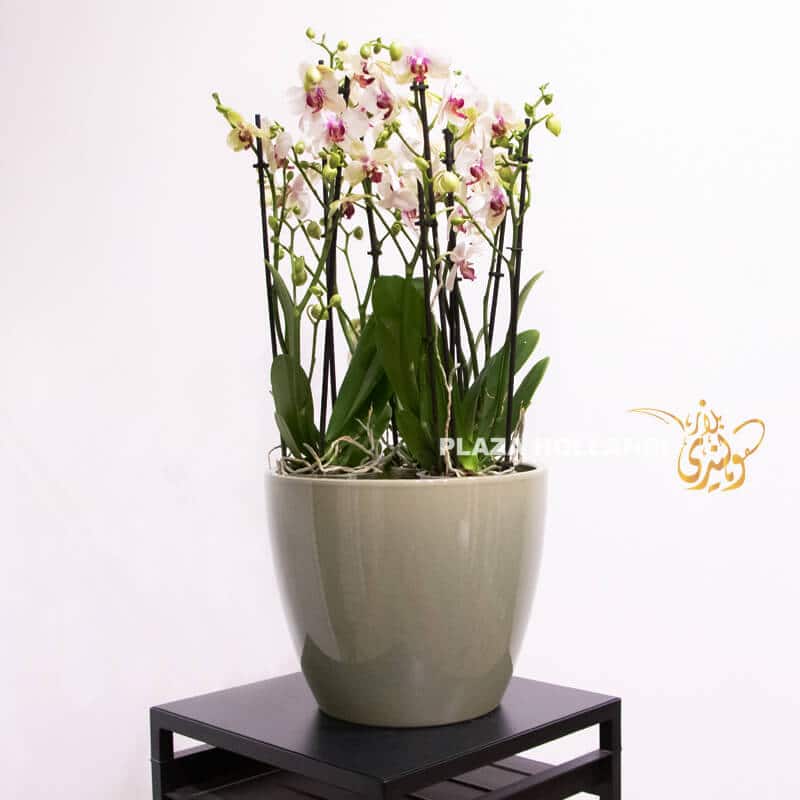 Pink and white orchid plants in a grey pot