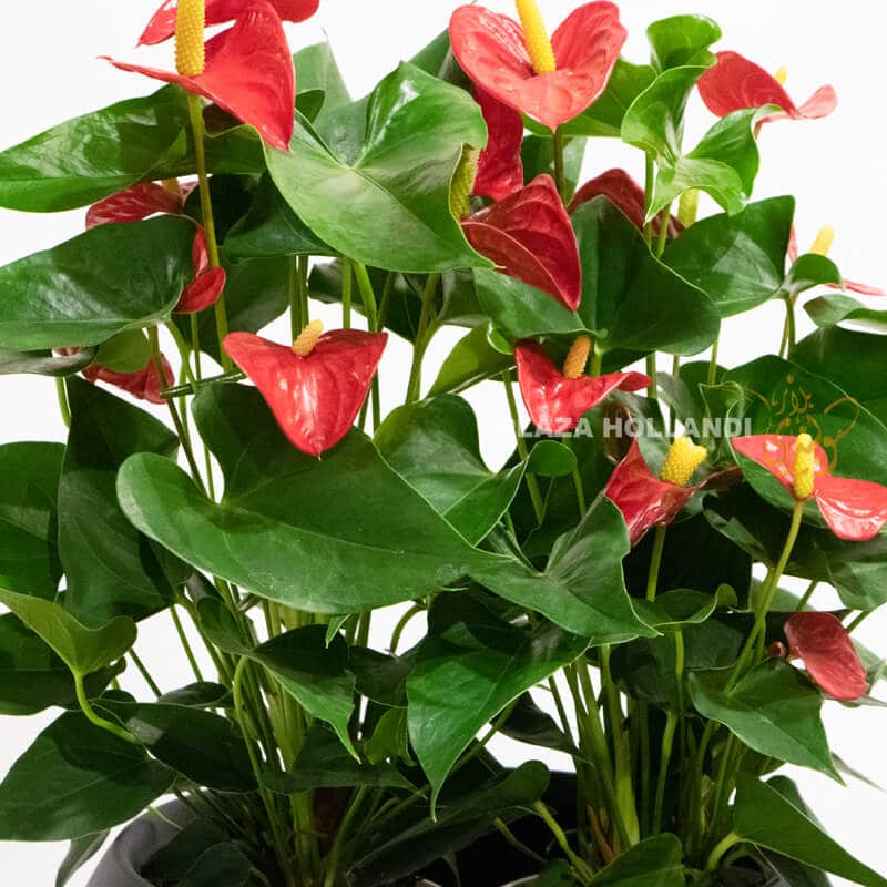Red anthurium plant