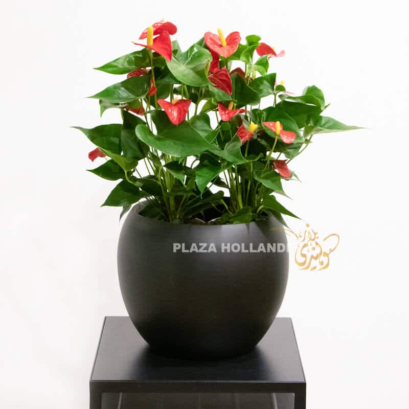 A black Plaza Hollandi bag with red spray roses and wax flower
