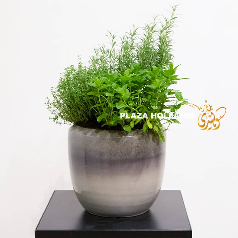 fresh herbs in a grey pot