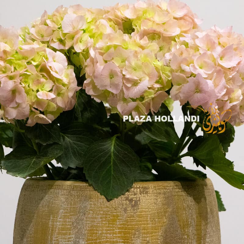 light pink hydrangea plant