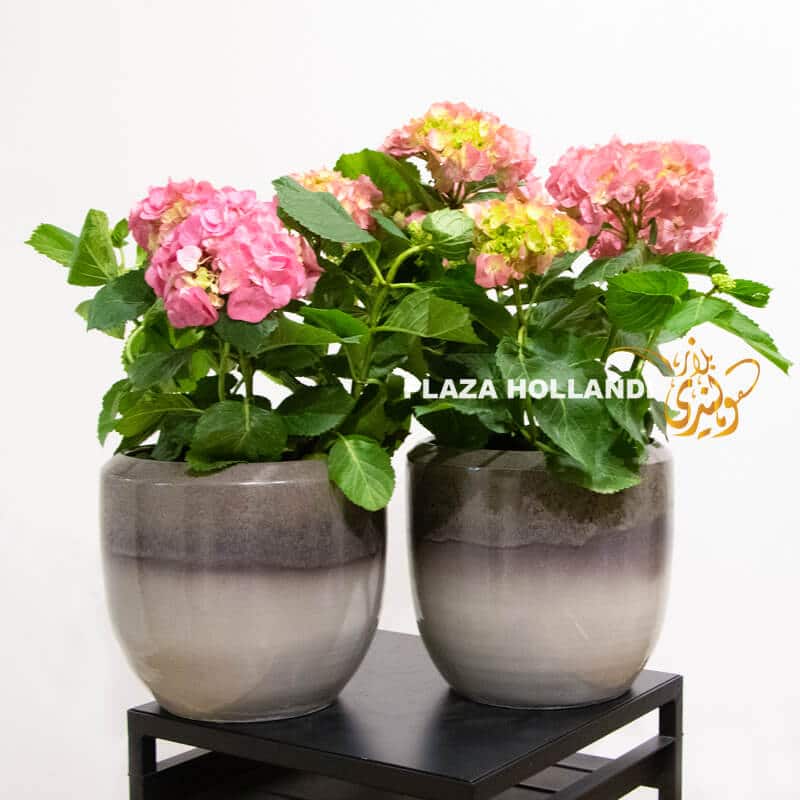 pink hydrangea plants