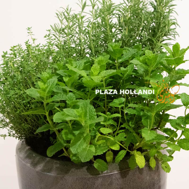 fresh herbs in a grey pot