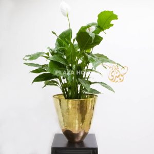 peace lily in a gold pot