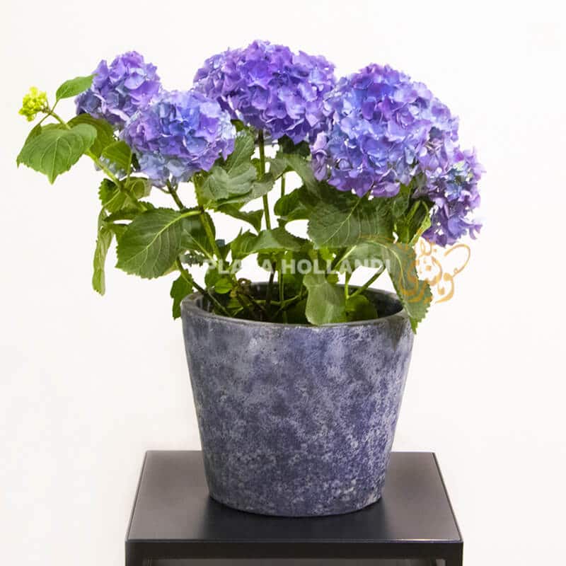 Blue hydrangea in a blue pot