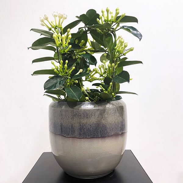 Stephanotis plant in a grey pot