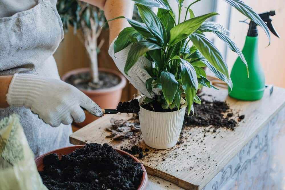 plants maintenance for indoor plants