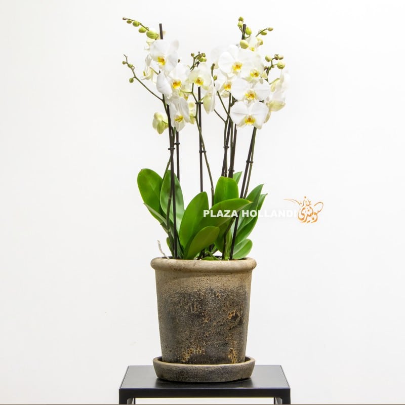 Phalaenopsis orchid in a pot