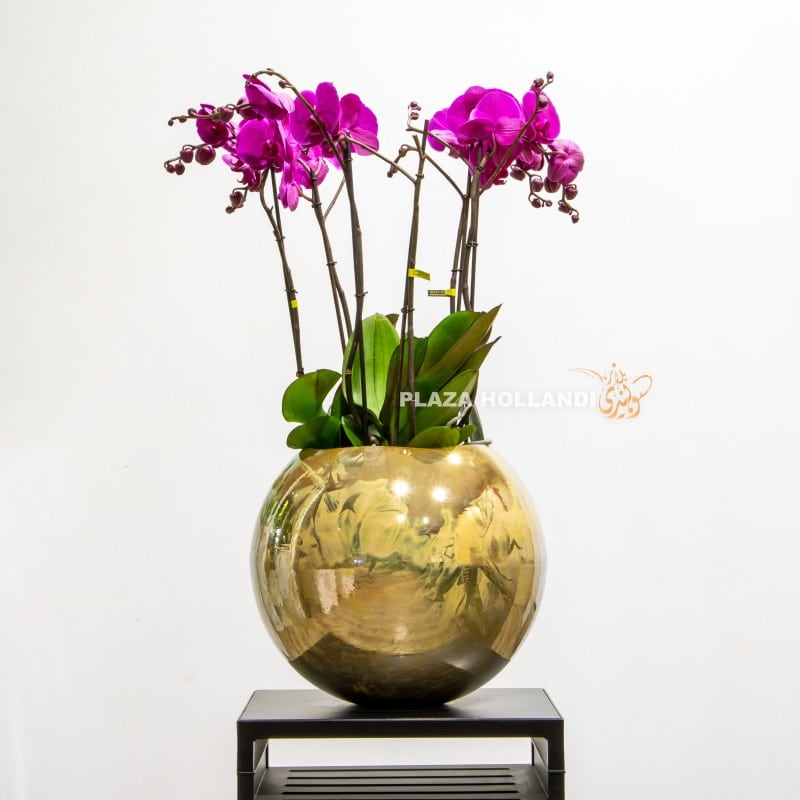 purple phalaenopsis in a gold LB ceramic pot