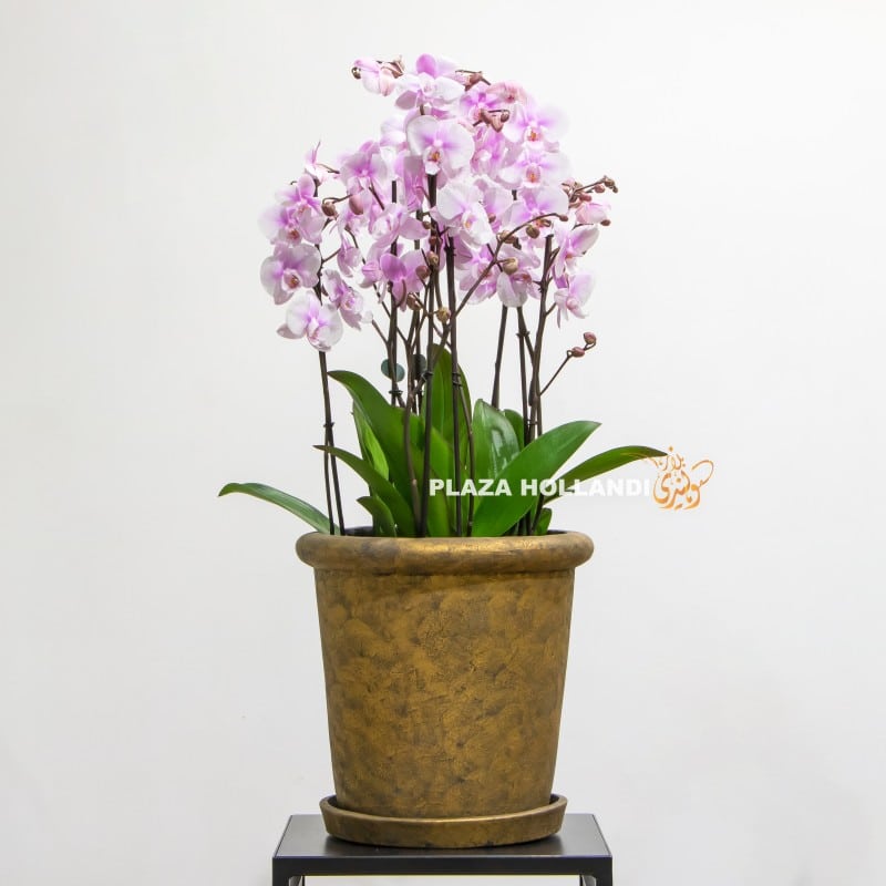 Light Pink Phalaenopsis orchid