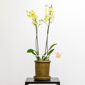 Single yellow orchid plant