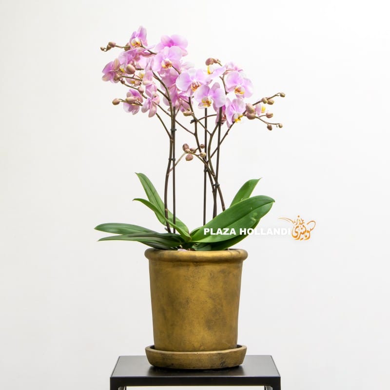 Pink double orchid in a gold pot