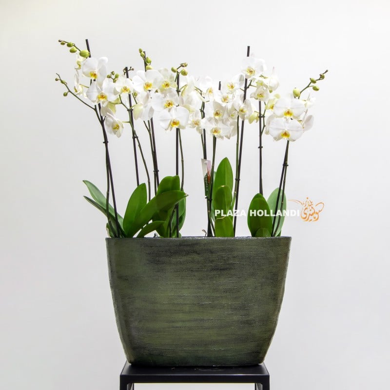White orchids in an oval pot