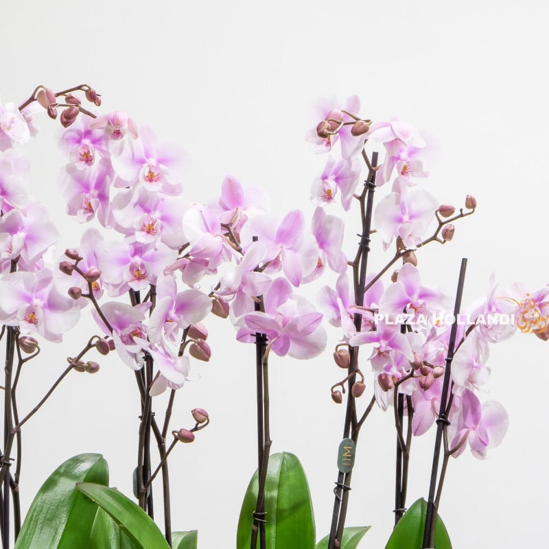 light pink orchids