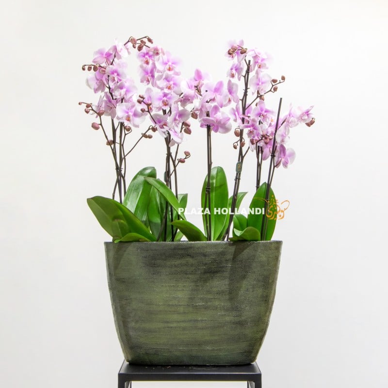 Purple orchids in an oval pot