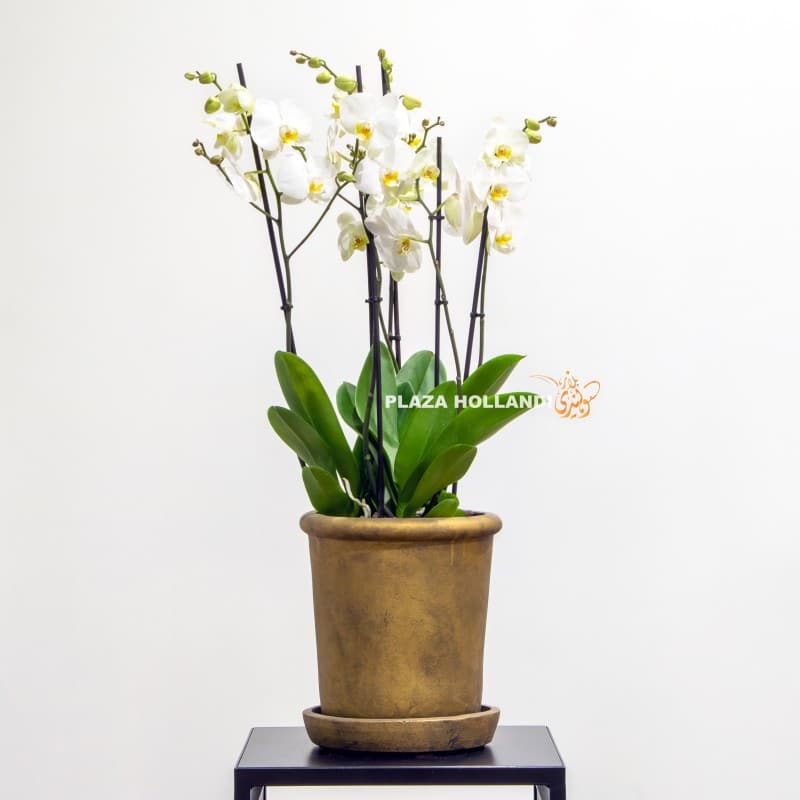 White Phalaenopsis orchids in a gold pot