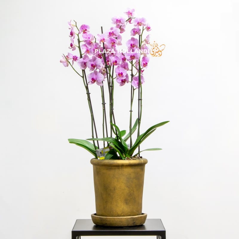 Purple orchids in a gold pot