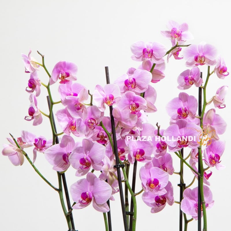 pink purple orchids in a pot