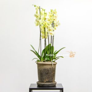 Yellow orchids in a gold pot