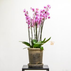 Purple orchids in a textured pot