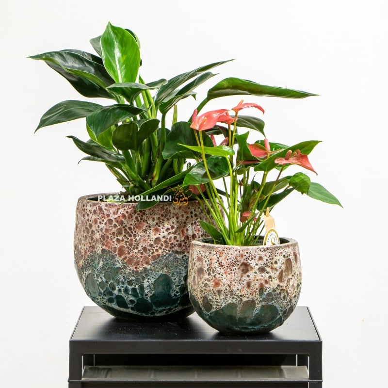Anthurium plant and Philodendron plant
