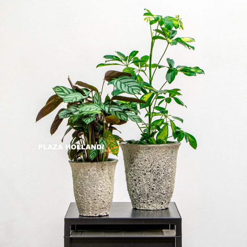 Umbrella plant and calathea plant