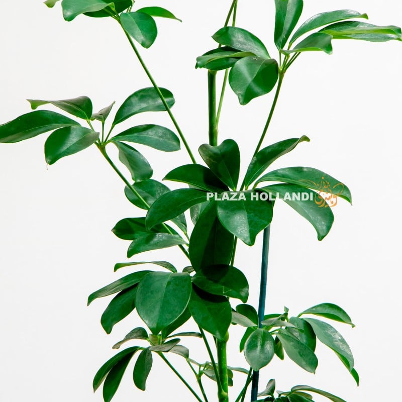 Schefflera Umbrella plant