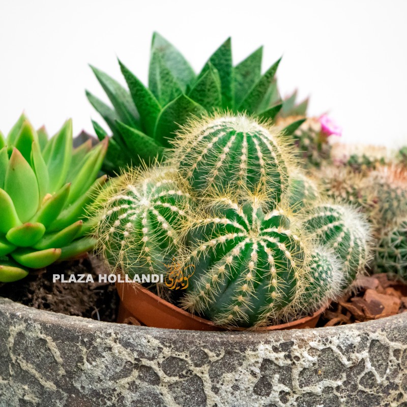 Mixed succulent and cacti plant